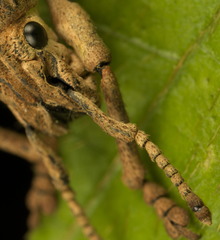 Episomus chinensis