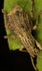 Episomus chinensis
