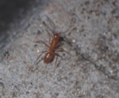 Camponotus hannani