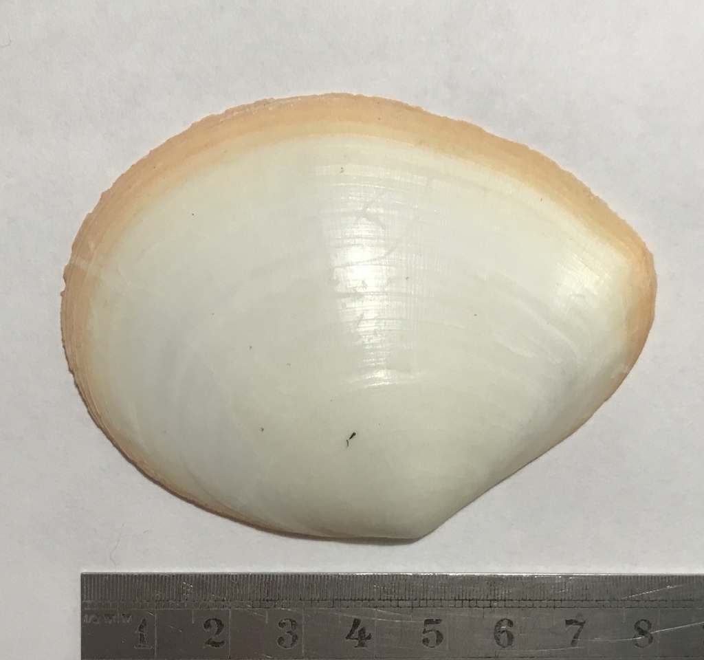 Laciolina laevigata