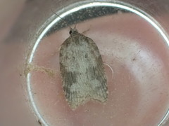 Acleris sparsana