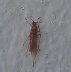 Camponotus hannani