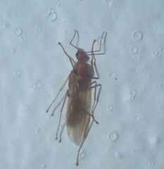 Camponotus hannani