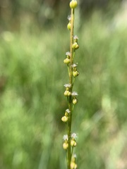 Triglochin palustris