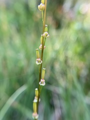 Triglochin palustris