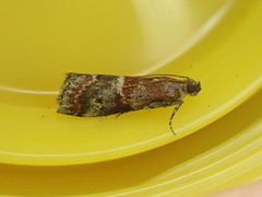 Acrobasis marmorea