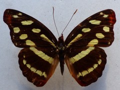 Catonephele mexicana