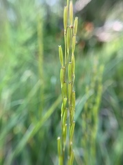 Triglochin palustris