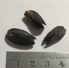 Brachidontes domingensis