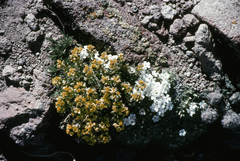 Draba asterophora