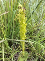 Habenaria lithophila