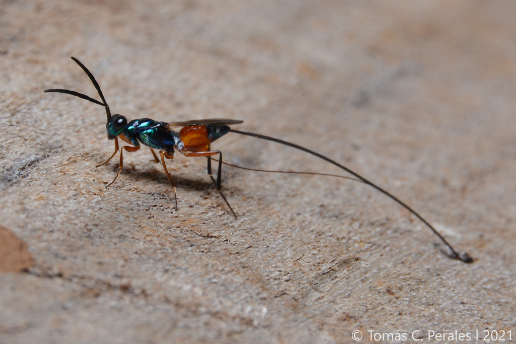 Phlebopenes