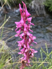 Disa rhodantha