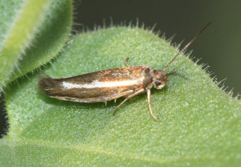 Scythris interrupta
