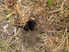 Microtus californicus