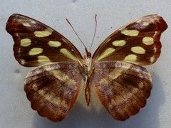 Catonephele mexicana