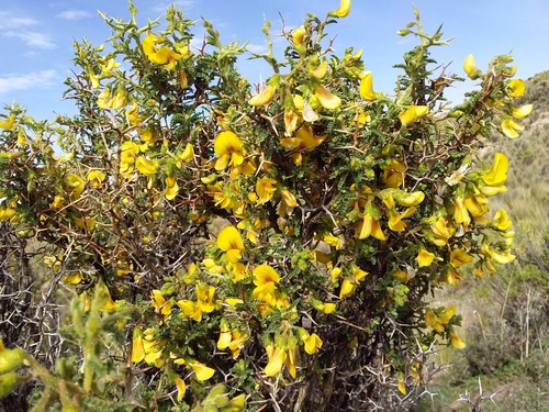 Adesmia miraflorensis