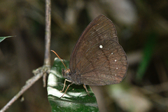 Forsterinaria quantius