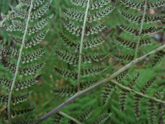 Athyrium rubripes