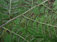 Athyrium rubripes
