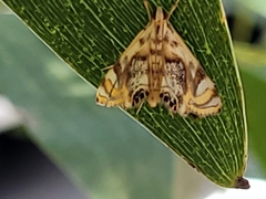 Margarosticha repetitalis