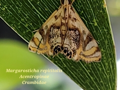 Margarosticha repetitalis