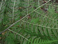 Athyrium rubripes
