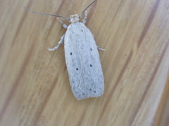 Agonopterix bipunctosa