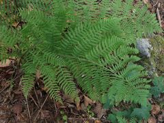 Athyrium rubripes