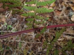 Athyrium rubripes