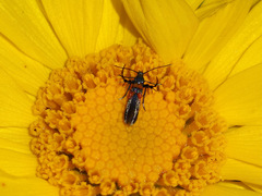 Aetole unipunctella