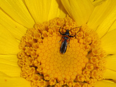 Aetole unipunctella