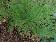 Athyrium rubripes