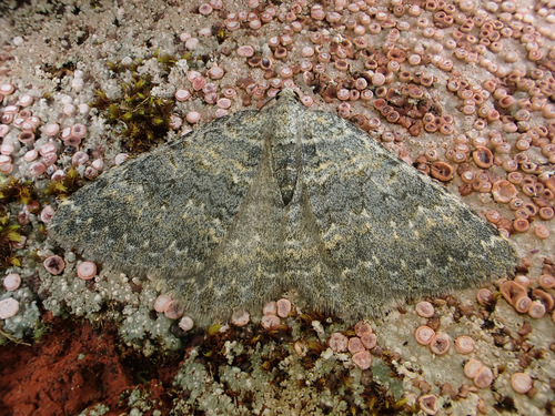 Gingidiobora