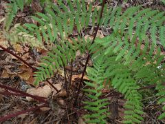 Athyrium rubripes