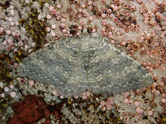 Gingidiobora subobscurata