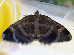 Gingidiobora subobscurata