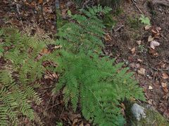 Athyrium rubripes