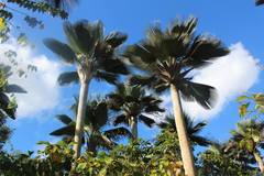 Copernicia fallaensis