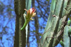 Cereus hankeanus