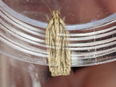 Agonopterix umbellana