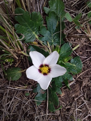 Acaulimalva nubigena (Acaulimalva nubigena)