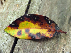 Mycosphaerella colorata image