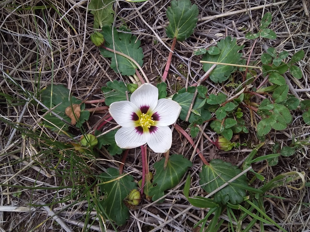 Acaulimalva nubigena (Acaulimalva nubigena)