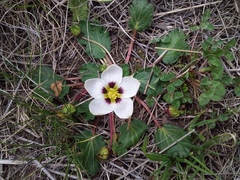 Mountain Mallow (Acaulimalva nubigena)