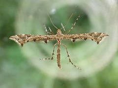 Amblyptilia punctidactyla