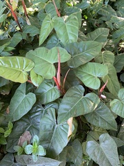 Philodendron erubescens