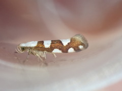 Argyresthia brockeella