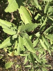 Pluchea carolinensis