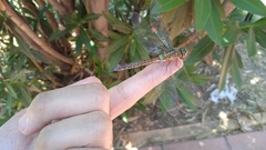 Rhionaeschna diffinis